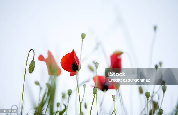 Poppies - Fotografie stock e altre immagini di Ambientazione esterna - Ambientazione esterna, Bellezza, Bellezza naturale