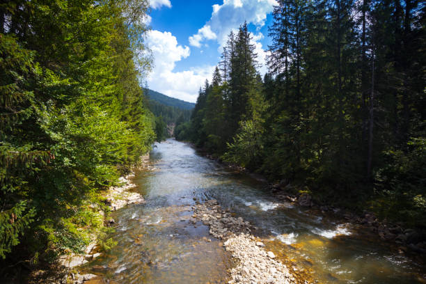 istock beautiful mountain river in the Carpathians, ukraine