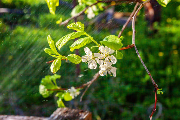 istock White cherry blossom sakura flowers in spring time 1129715467