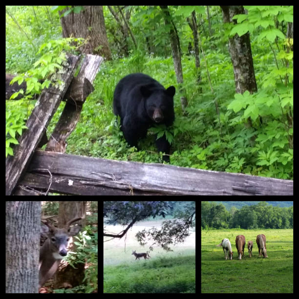 Animal Wildlife Collage 2