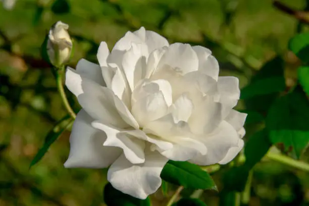 White Rose with beautiful petals facing the sun in the early morning