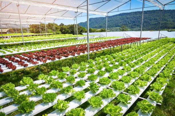 sistema hidropônico vegetal / jovem e fresca salada frillice iceberg crescendo salada jardim hidropônico fazenda - iceberg lettuce - fotografias e filmes do acervo