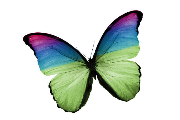 istock tropical butterfly multicolor isolated on white background 1129725056