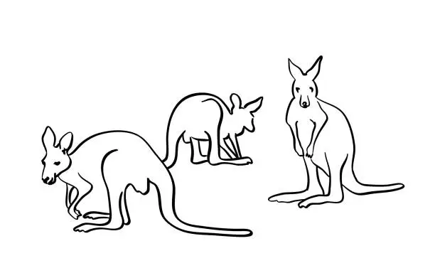 Vector illustration of Wallaby Kangaroos