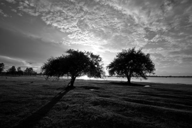 two trees standing on meadow on riverside - Image Monochrome
