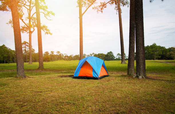 istock Camping tents area on grass meadow in the pine forest 1129729433
