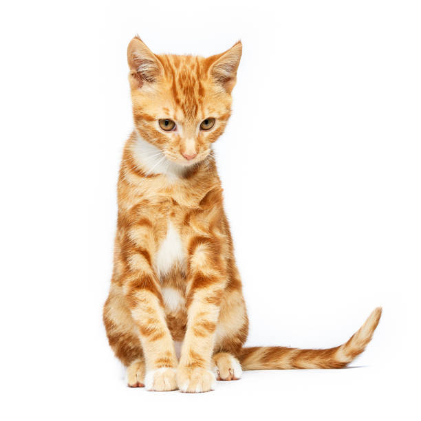 istock Adorable ginger red tabby kitten isolated on a white background with ears like devil horns. 1129731716
