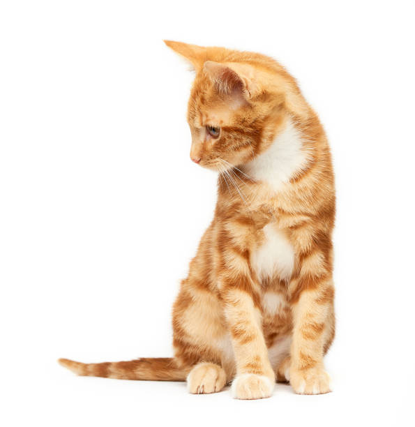 Gorgeous young ginger red tabby kitten sitting isolated against a white background looking to the side.