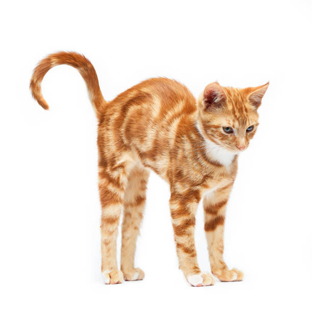 istock Adorable ginger red tabby kitten stretching, isolated on a white background. 1129731719