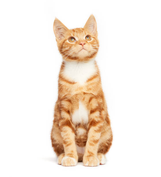 istock Cute ginger red tabby kitten sitting isolated on a white background looking up. 1129731731