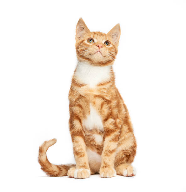 Adorable ginger red tabby kitten sitting isolated on a  white background, looking up.