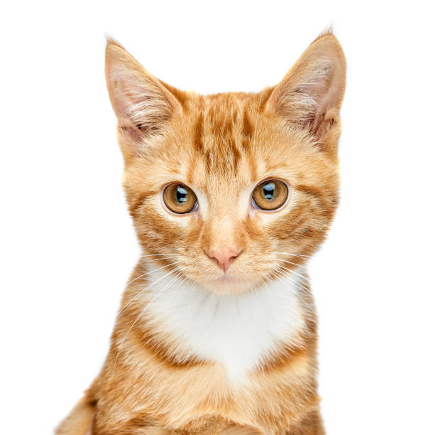 istock Adorable young ginger red tabby kitten portrait isolated on a white background looking just off camera. 1129731733