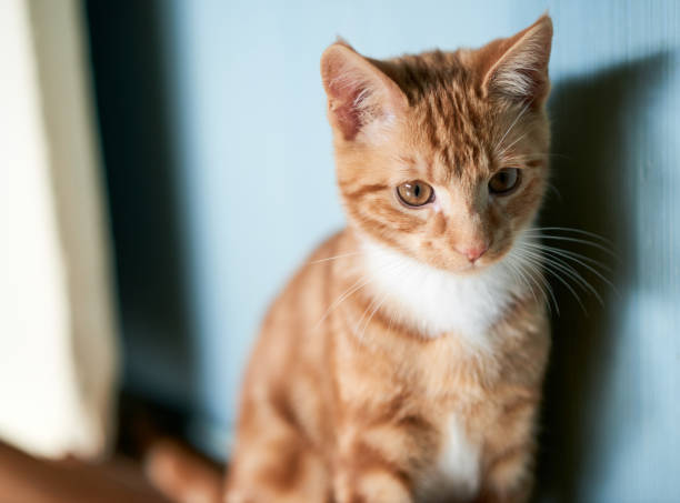 istock Adorable small ginger kitten sitting against a blue wall looking off camera, shallow depth of field,into the distance. 1129731737
