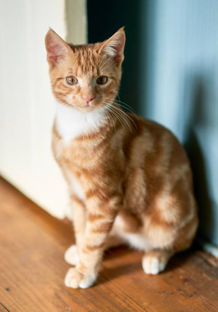 istock Adorable small ginger kitten sitting against a blue wall and a white door looking off camera into the distance. 1129731741