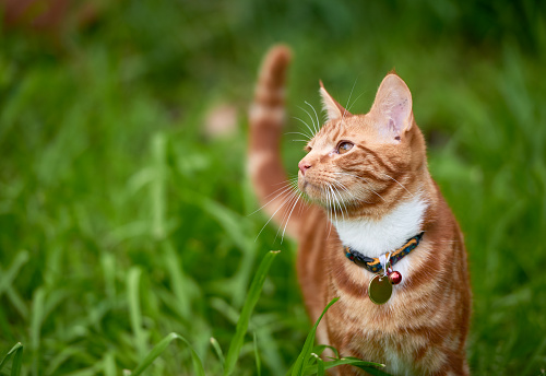 Beautiful young ginger red tabby cat looking at peace in a patch long green grass.