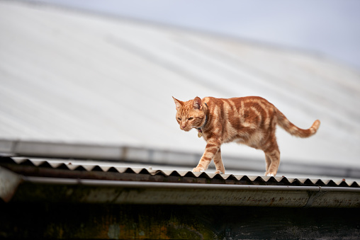 A young red cat walking along a metal roof with its ginger coat in contrast to the muted colours of the roof and sky.
