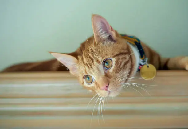 Young ginger red tabby cat with a gold medallion resting on top of a bookshelf.