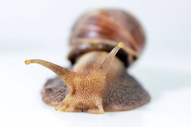 fotografía de primer plano de un caracol gigante en el estudio sobre una superficie blanca brillante y el fondo borroso - remote shell snail isolated fotografías e imágenes de stock