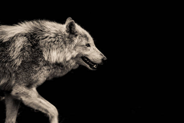 Grey Wolf Walking Grey Wolf animal teeth stock pictures, royalty-free photos & images