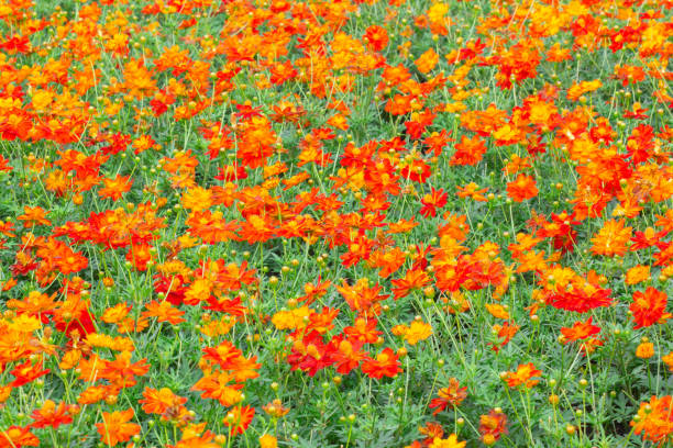 istock Cosmos Flowers in the garden. 1129736900
