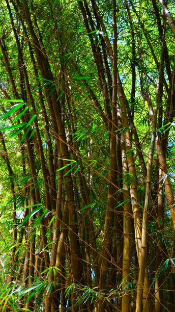 istock Various tropical plants,  Oahu, Hawaii 1129737293
