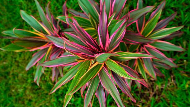 várias plantas tropicais, oahu, havaí - bromelia - fotografias e filmes do acervo