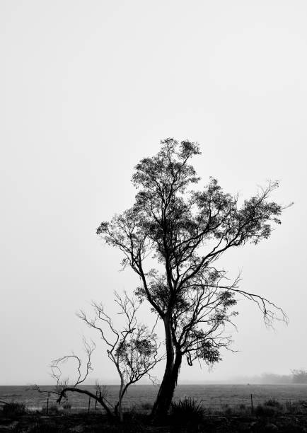 silhouette d’un arbre en noir et blanc contre un ciel brumeux. - white black tree fog photos et images de collection