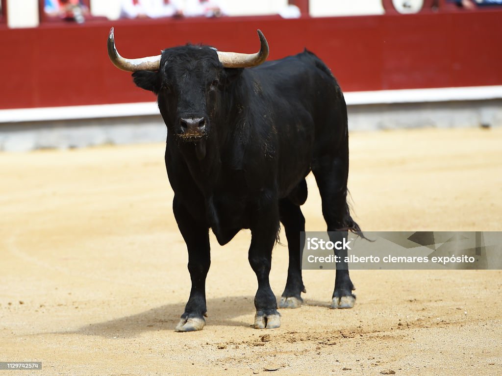 Toro enojado - Foto de stock de Plaza de toros libre de derechos