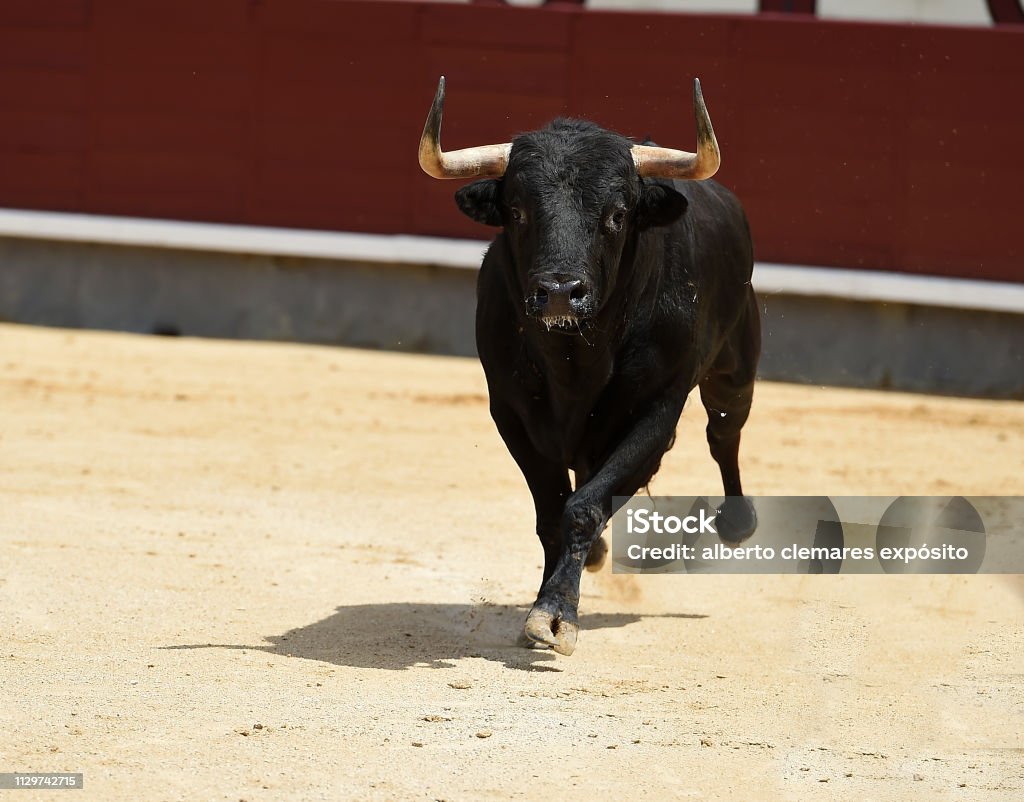 Toro valiente - Foto de stock de Equitación libre de derechos