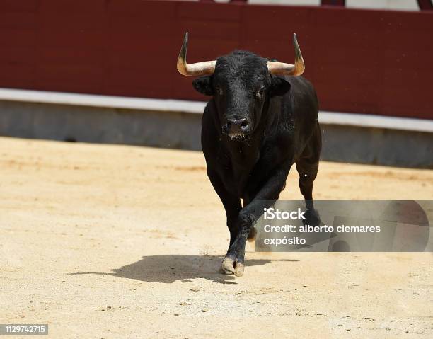 Toro Valiente Foto de stock y más banco de imágenes de Equitación - Equitación, Toreo, Actuación - Representación