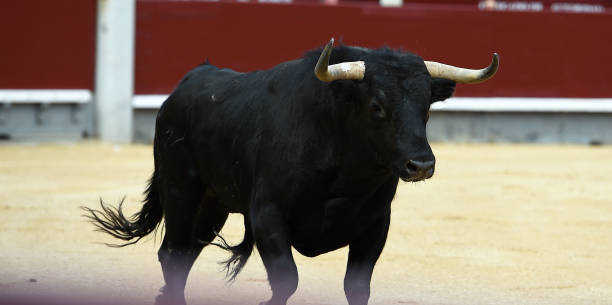 Fighting european bull