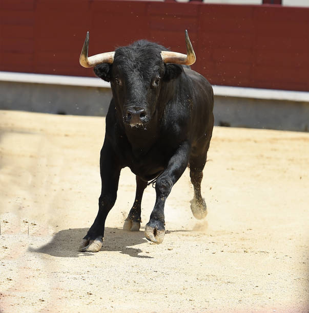 istock Fighting european bull 1129742840