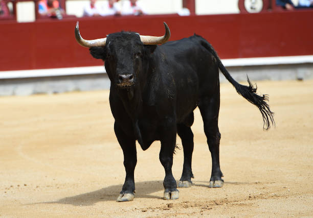 Fighting european bull
