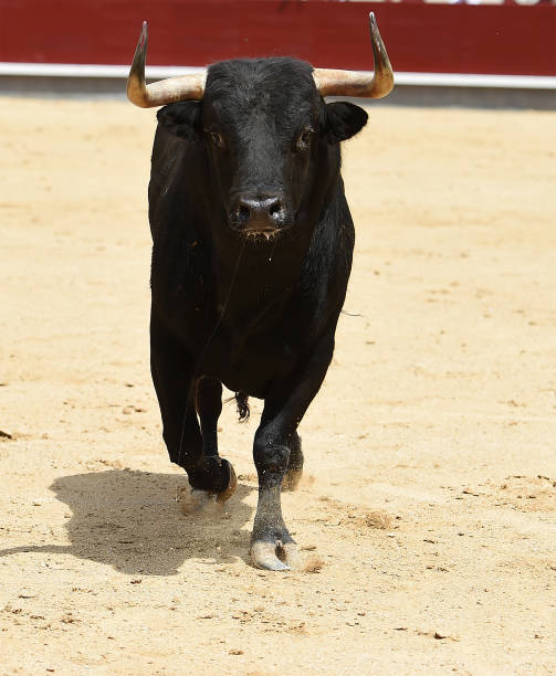 Fighting european bull