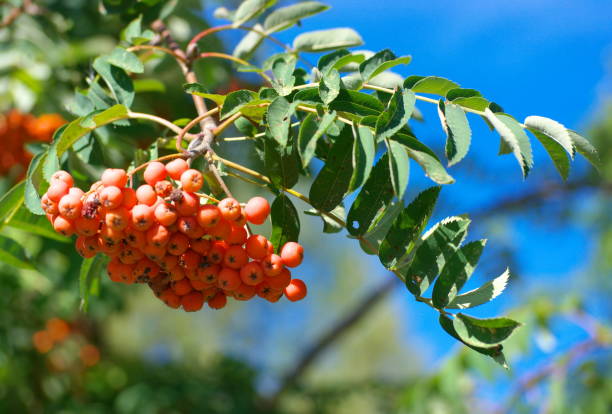 istock ashberry at dry sunny summer day 1129743505