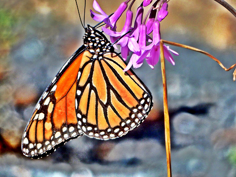 Close up of monarch butterfly on plain stem of plant.  Background is blurred.