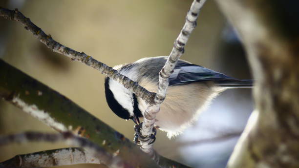 mésange à tête noire qui mange une graine sur une branche arbre - blackheaded photos et images de collection