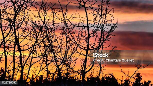 Bright Orange Sunset Behind Trees Without Foliage Stock Photo - Download Image Now - 2014, Affectionate, Backgrounds