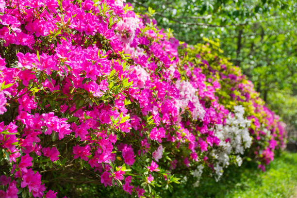Beautiful azalea flowers Beautiful azalea flowers rhododendron stock pictures, royalty-free photos & images