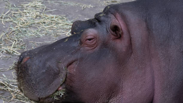 istock THE Zoo Hippopotamus 1129760394