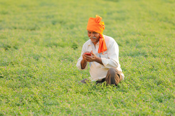 Indian farmer using mobile phone at chickpea field stock photo