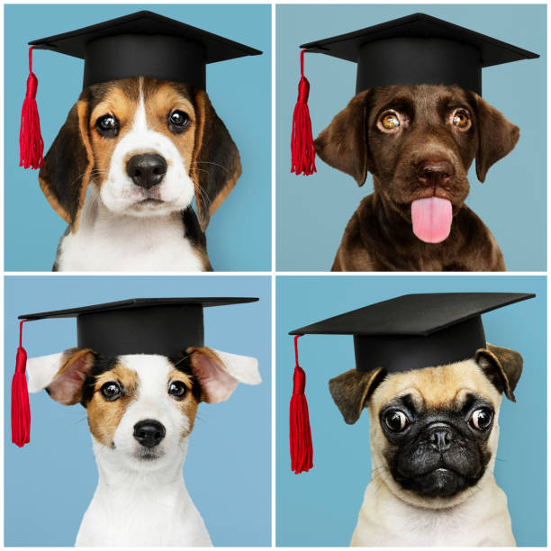 süße mops welpen in abschluss kappen set - dog graduation hat school stock-fotos und bilder