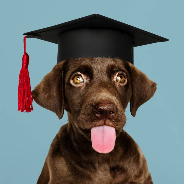 istock Cute chocolate Labrador Retriever in a graduation cap 1129763209