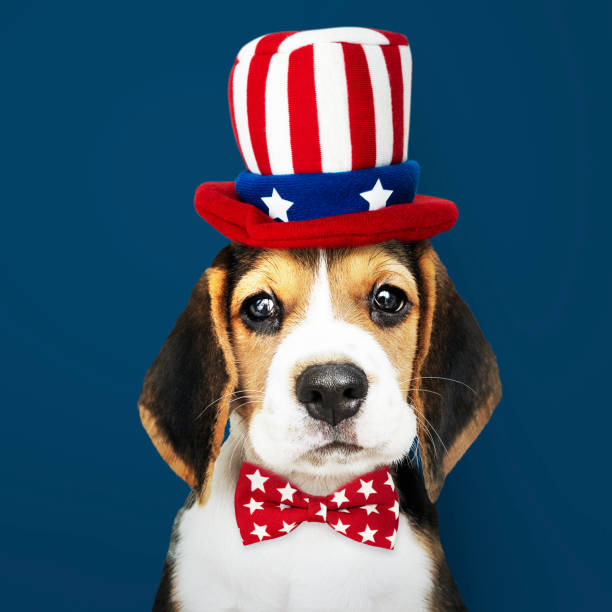 istock Cute Beagle puppy in Uncle Sam hat and bow tie 1129763218