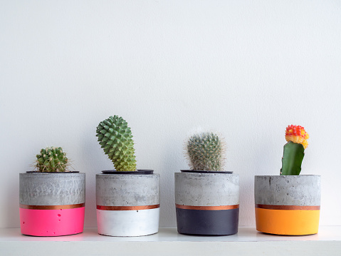 Colorful modern concrete planters with cactus plants on white shelf on white wall background with copy space. Painted concrete pots for home decoration minimalist style.