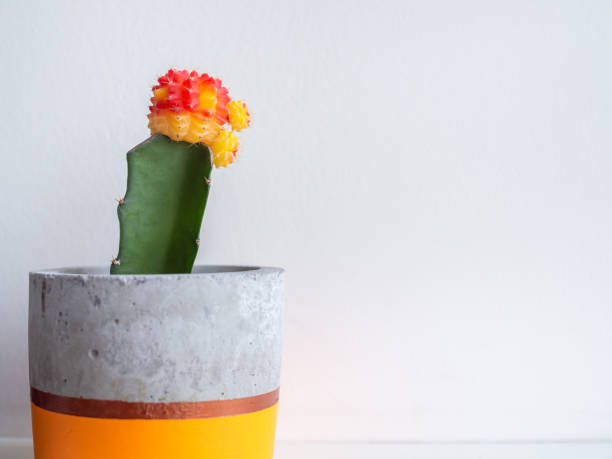 istock Colorful modern concrete planters with cactus plants. Painted concrete pots for home decoration 1129763250