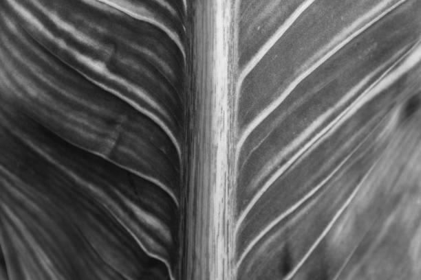 istock Macro detail of green leaf texture. Close up beautiful leaves pattern. 1129764098