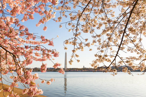 istock Blossoming cherry trees around Tidal Basin in Washington DC in spring during the National Cherry Blossom Festival. 1129764266