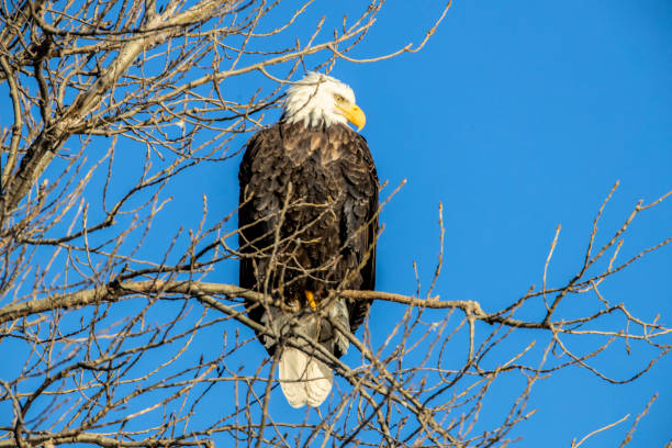 istock Preditor American Bald Eagle with keen vision looking for food 1129764267
