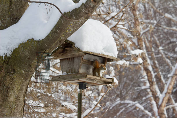 istock A red squirrel is seen perching on a bird feeder during a winter snow storm 1129765102